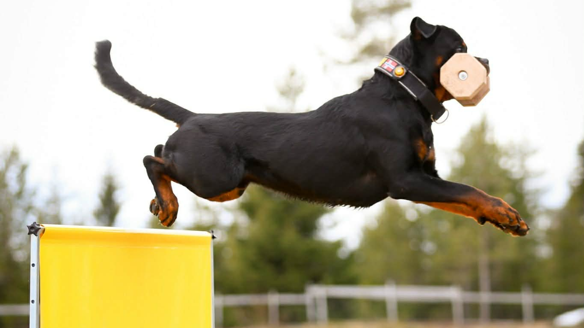 Stotte-fra-Rottweilerklubben