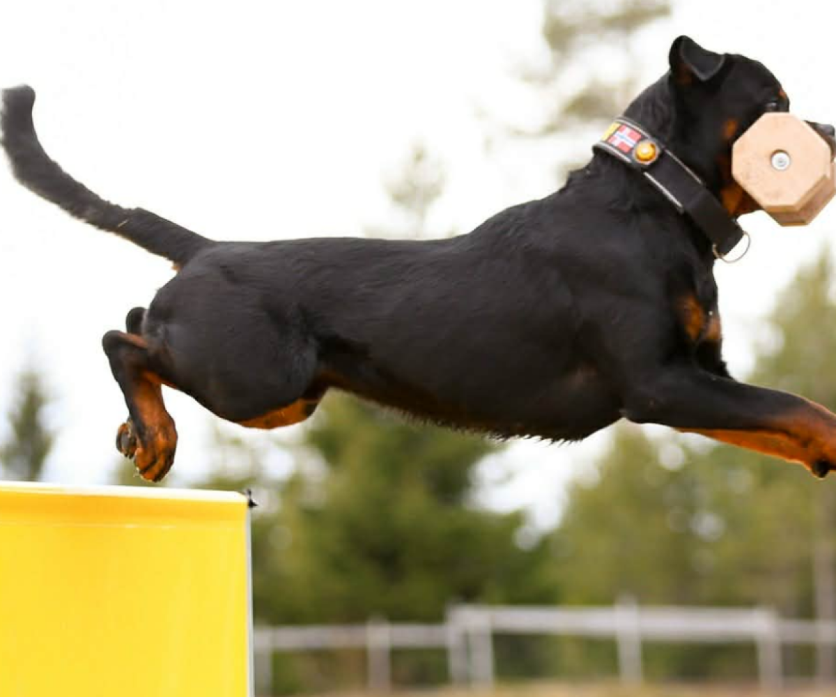 Stotte-fra-Rottweilerklubben